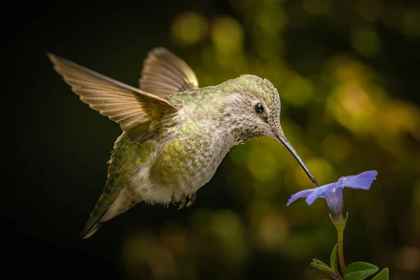 Weiblicher Kolibri und eine kleine blaue Blume — Stockfoto