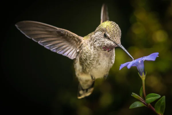 블루 꽃과 직각된 방향에 벌 새 — 스톡 사진