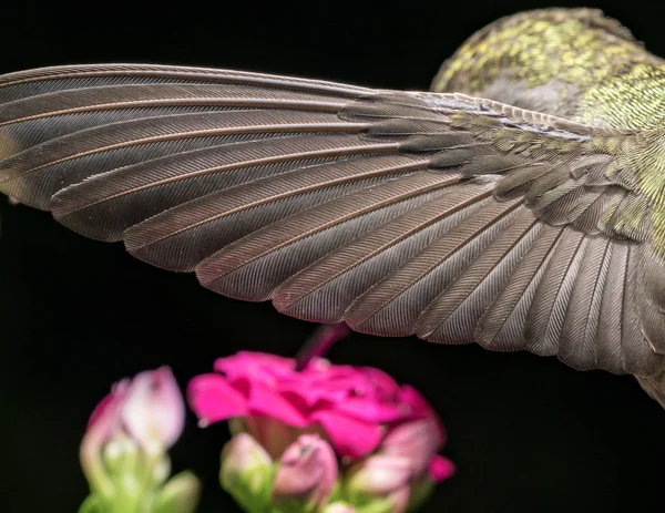 Details of the hummingbird wing