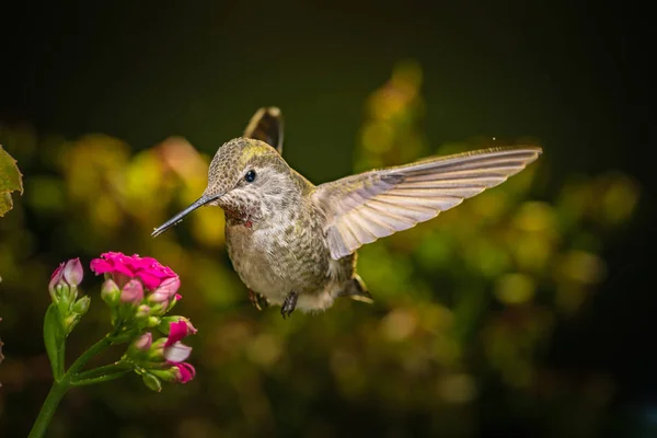 Colibrí visita flores rosas —  Fotos de Stock