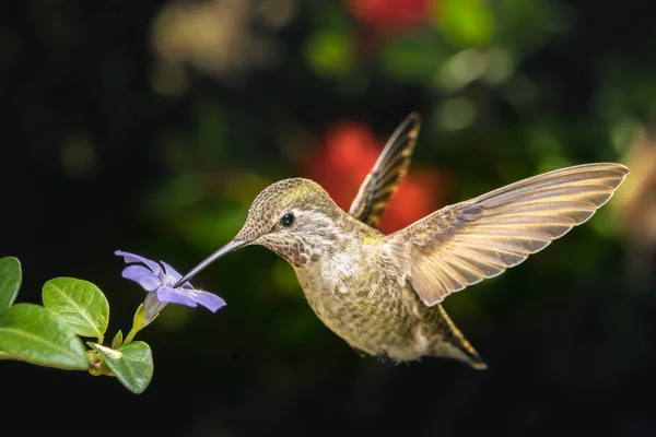 Hummingbird fêmea e uma pequena flor azul vista angular esquerda — Fotografia de Stock