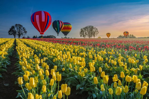 Balões de ar quente pairando sobre tulipas — Fotografia de Stock