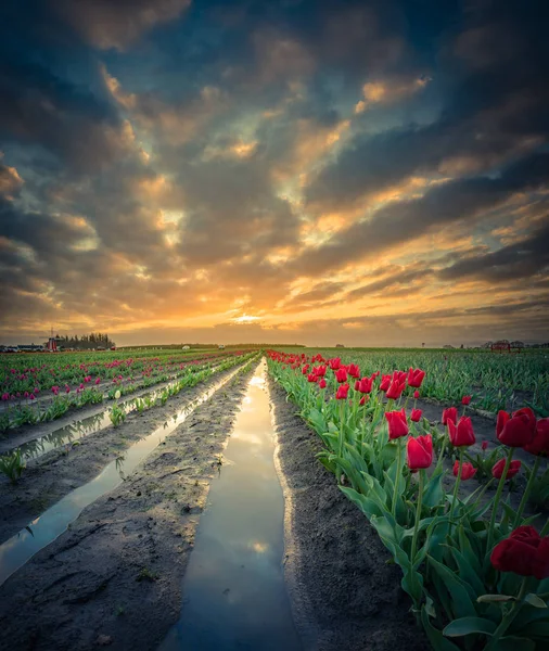 Nascer do sol na tulipa arquivado após uma tempestade — Fotografia de Stock