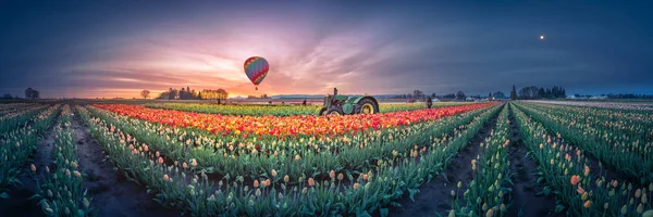 Nascer do sol, balão de ar quente e lua sobre o campo de tulipas — Fotografia de Stock