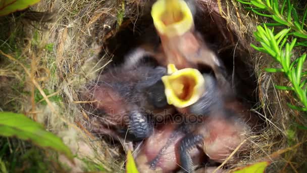 Fågelungar i boet ingående munnar — Stockvideo