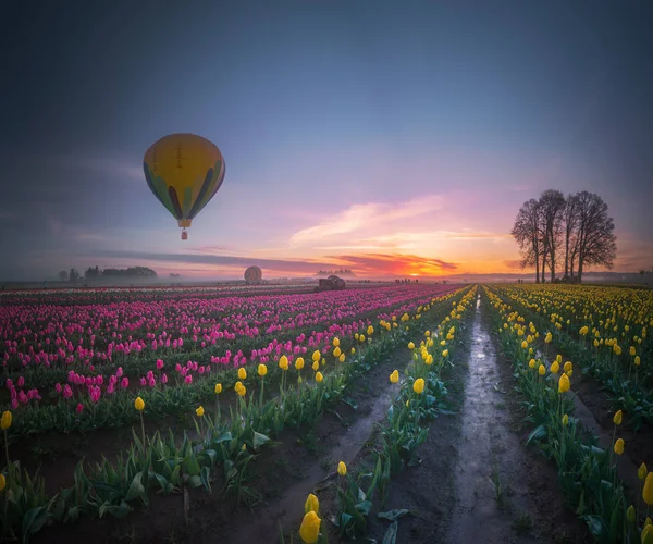 Balão de ar quente amarelo sobre campo de tulipa na tranquii manhã — Fotografia de Stock