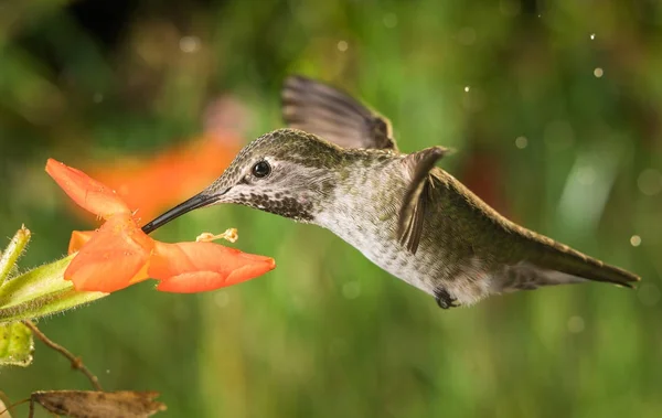 Hummingbird profil och monkey blommorna — Stockfoto