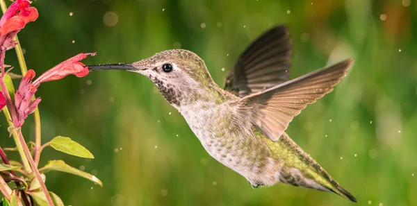 Hummingbird besöker anis isop — Stockfoto