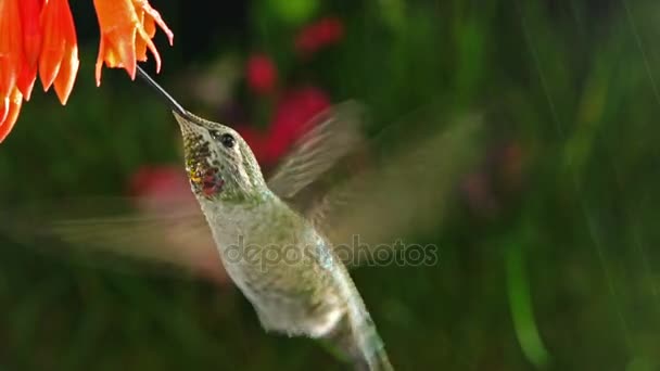 Colibrí visita Coralle fucsia en día lluvioso — Vídeos de Stock