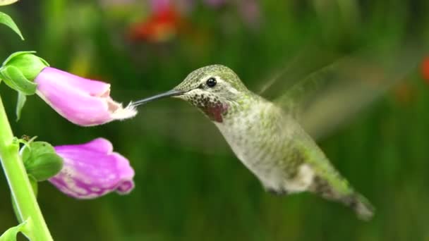 Colibrì e formica su due guanti di volpe — Video Stock