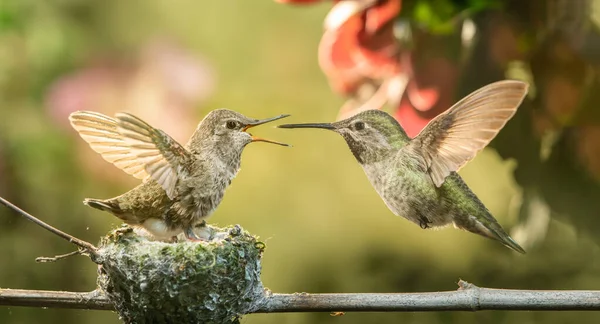 Bebê beija-flor boca aberta para comida da mãe — Fotografia de Stock