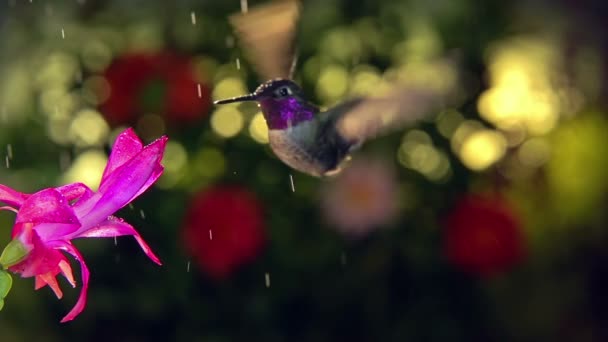 Yağmurlu Bir Günde Pembe Çiçekleri Ziyaret Eden Bir Erkek Sinekkuşunun — Stok video