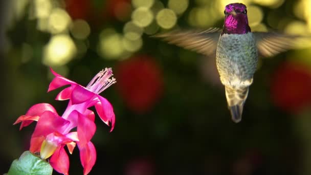 Een Super Slow Motion Full Beelden Van Een Mannelijke Kolibrie — Stockvideo