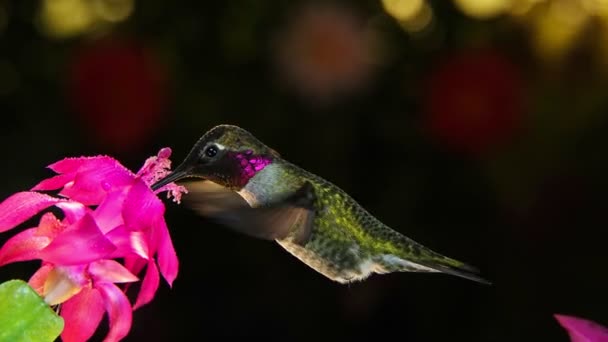 Este Video Lapso Tiempo Movimiento Colibrí Con Hermosos Colores Plumas — Vídeo de stock