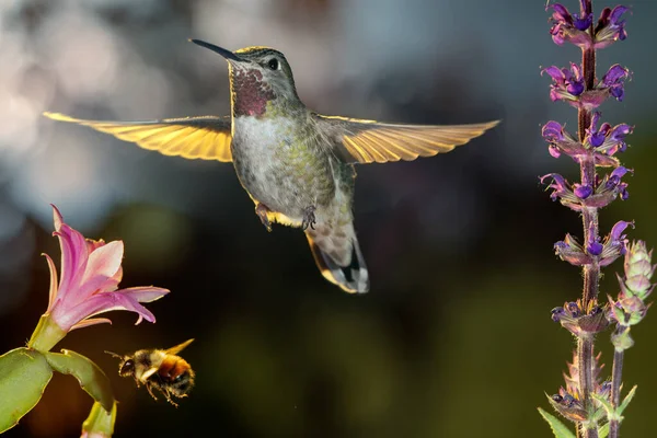 Colibrí y abejorro revoloteando alrededor de flores — Foto de Stock