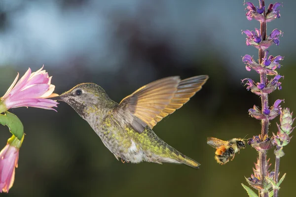 Colibrí y abejorro visitan flores —  Fotos de Stock