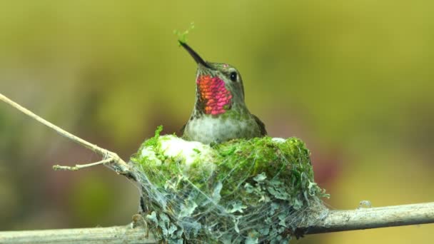 Footage Hummingbird Arrives Inserts Moss Exterior Her Nest — Stock Video