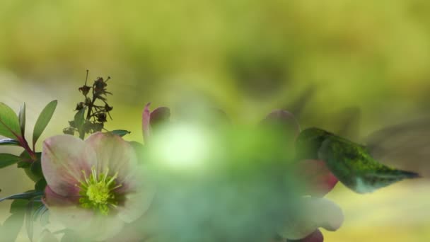 Nagranie Samca Kolibra Odwiedzającego Kwiaty Gdy Samica Siedzi Gnieździe — Wideo stockowe