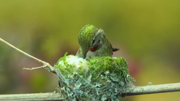 Záběry Kolibříka Samice Používající Bavlnu Pro Hnízdo Interiéru — Stock video