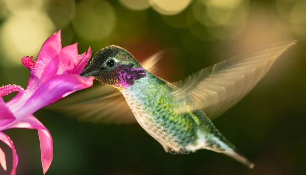 Male hummingbird with colorful feather — Stock Photo, Image