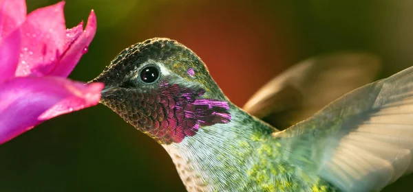 아름다운 수컷 벌새의 머리 사진 — 스톡 사진