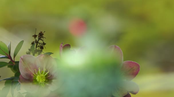 Hummingbird Επισκέπτεται Λουλούδια Και Πίσω Στη Φωλιά Της Γρήγορα — Αρχείο Βίντεο