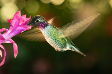 Pembe çiçeği ziyaret eden renkli tüylü bir erkek sinekkuşunun fotoğrafı.