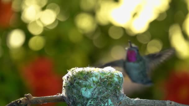 Este Full Imagens Câmera Lenta Beija Flor Fêmea Chegando Ninho — Vídeo de Stock