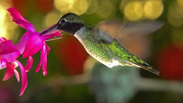 Záznam Kolibříka Samice Vzlétající Hnízda Odhánějící Samce Růžového Květu — Stock video