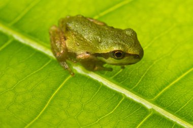 Endişelerinizi gidermenin en iyi yollarından biri arka bahçenizdeki yeşil yaprakların arasında küçük hayvanlar bulmaktır.