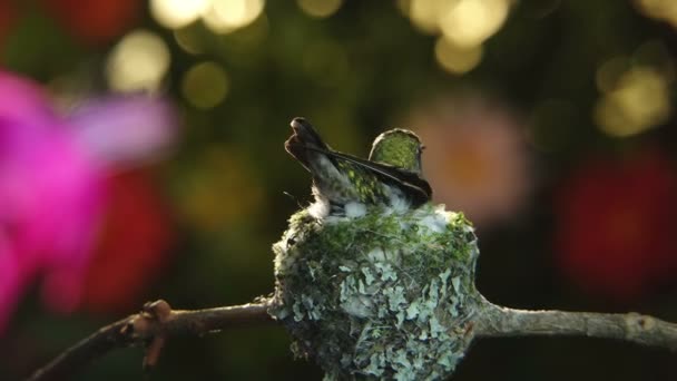 Detta Time Lapse Film Med Pan Och Zoom Kvinnlig Kolibri — Stockvideo