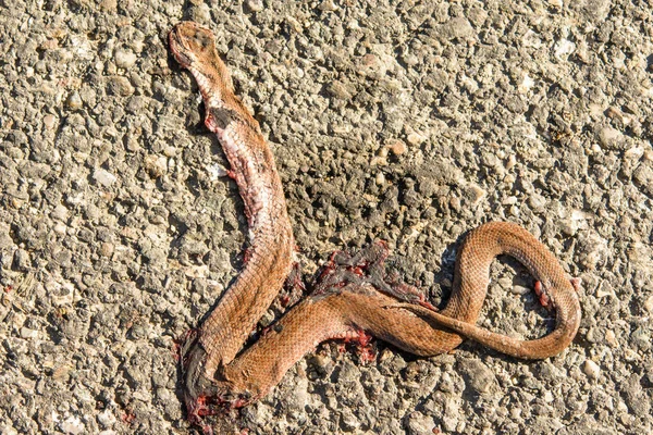 Αυτοκίνητο συνθλίβονται φίδι πέθανε στο δρόμο — Φωτογραφία Αρχείου