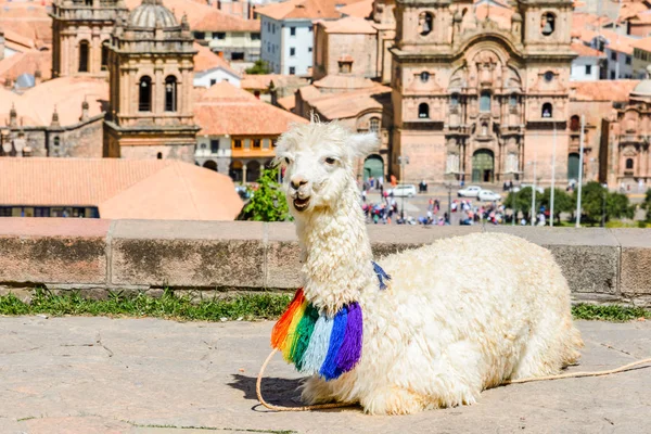 Sleeping Lama at the San Cristobal Church, Cusco, Peru — Stock Photo, Image