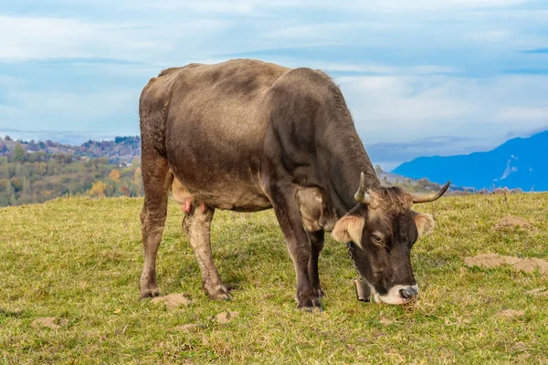 Pestera, Brasov, Romania: Бесплатное пасение коров на лугу осенью — стоковое фото