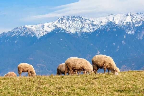 Pestera, Brasov, Romania: Free sheep, pastzing on a meadow in autu — стоковое фото