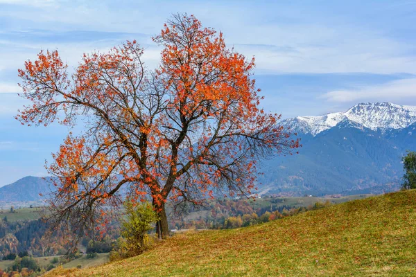 หมู่บ้าน Pestera, โรมาเนีย: ภูมิทัศน์ฤดูใบไม้ร่วงที่มีภูเขา Buegi — ภาพถ่ายสต็อก