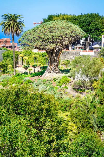 Icod de los Vinos, Tenerife, Ilhas Canárias, Espanha: Jardim botânico e famosa árvore milenar Drago — Fotografia de Stock