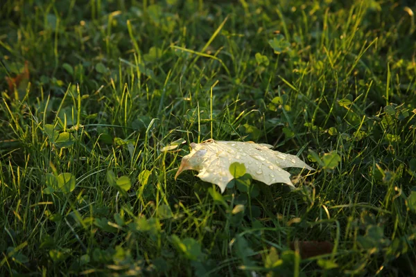 Hoja de otoño con gotas de lluvia en hierba verde — Foto de Stock