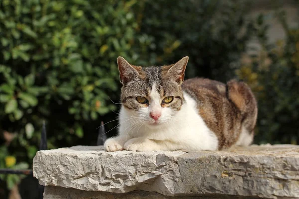 Taş duvar üzerinde kahverengi kedi — Stok fotoğraf