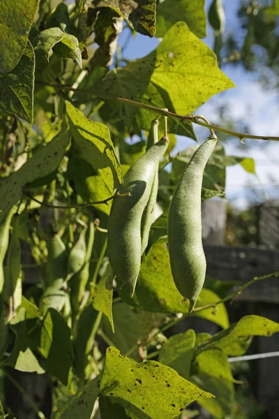 Přichytit Pea cukrovaru v zahradě — Stock fotografie