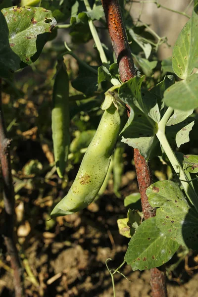 Přichytit Pea cukrovaru v zahradě — Stock fotografie