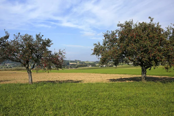 Landsbygdens landskap: äng, kor och äpple träd — Stockfoto