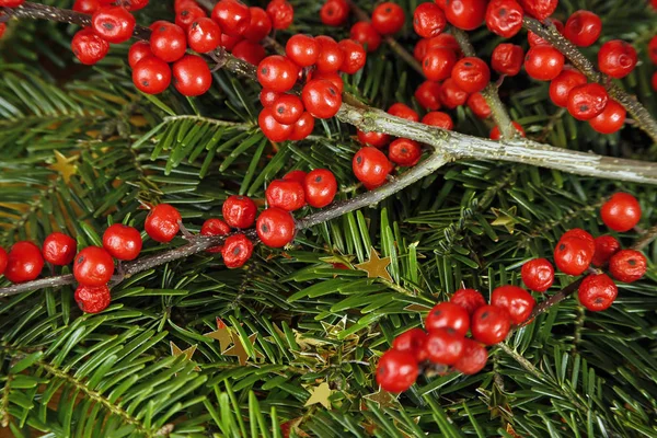 Yabani gül meyveler, Altın yıldızlar ve köknar ağacı. Noel adam — Stok fotoğraf