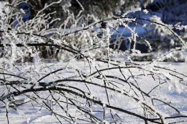 Kış arka plan-dalları frost ile 