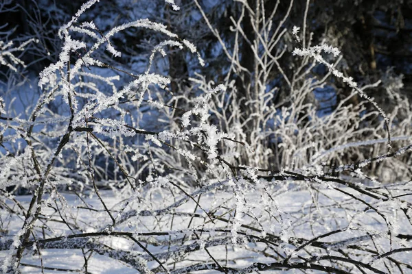 Winter achtergrond-takken met vorst — Stockfoto