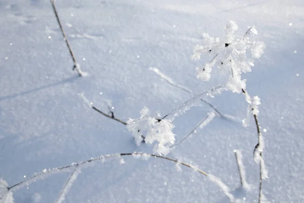 Winter achtergrond-bloem met bevroren ijskristallen — Stockfoto