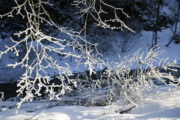 Takken met vorst in de winter op een zonnige dag — Stockfoto