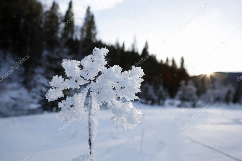 closeup of flower with frozen ice crystals