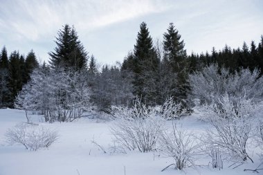 frost ile kış manzara orman