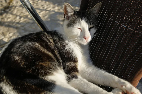 Close-up van zwart-witte kat liggend op de stoel — Stockfoto